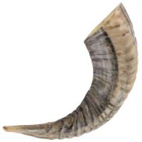IN4416 - Natural Ram Horn